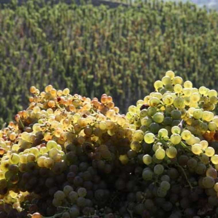 Vendanges fraiche de Marsanne.jpg