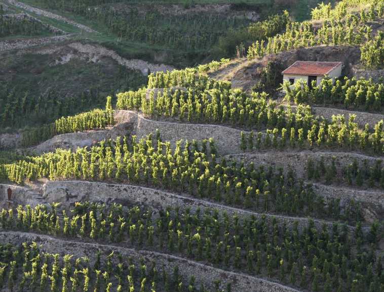 Cabane de vigneron en Hermitage.jpg