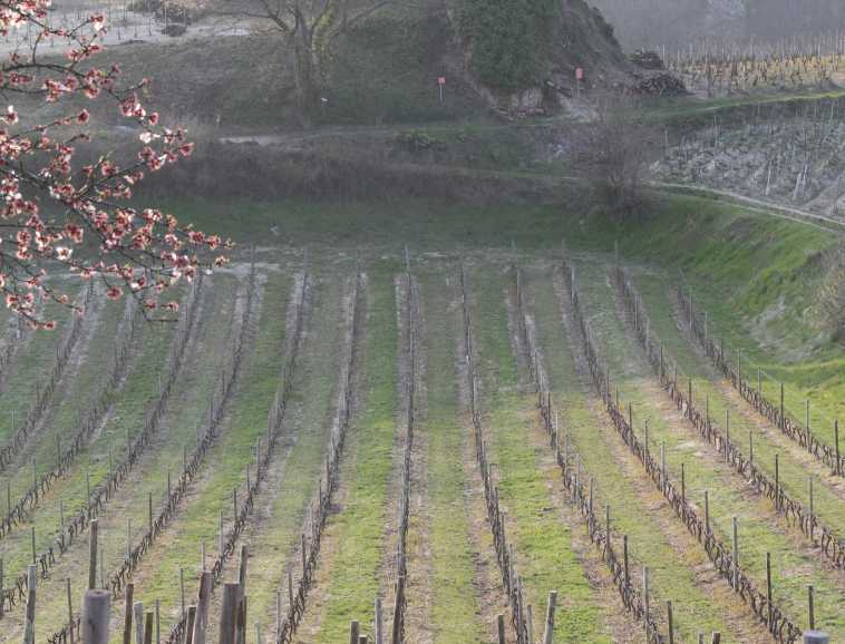 Crozes-Hermitage, face au Chateau de Larnage.jpg
