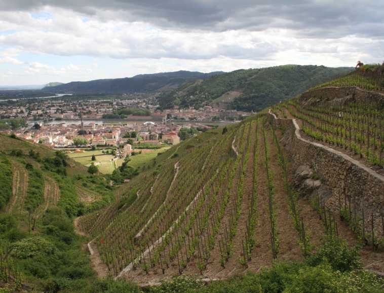 Emblematique parcelle de la Cave de Tain en Hermitage.jpg