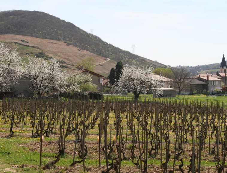 Crozes-Hermitage, village de Gervans.jpg