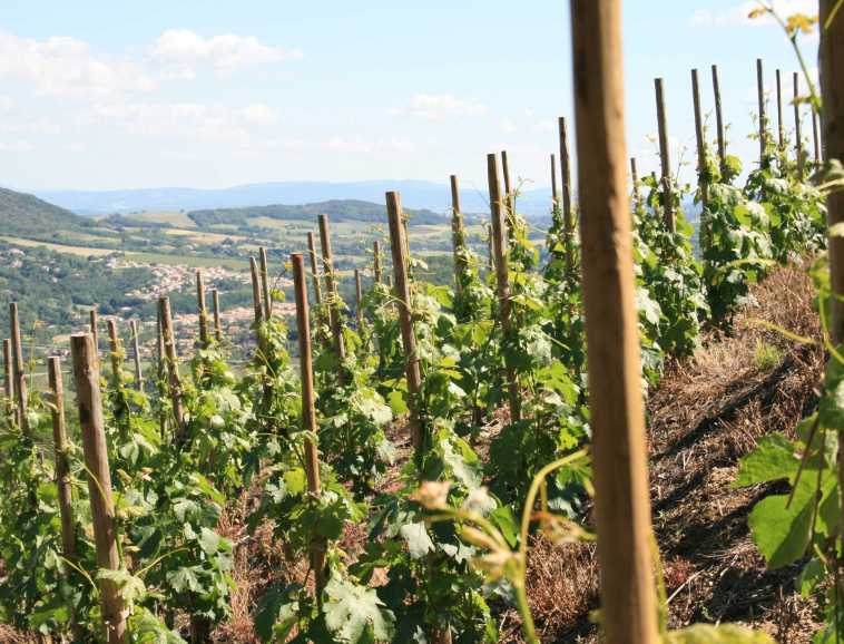 Vue des vignes en Saint-Peray.JPG