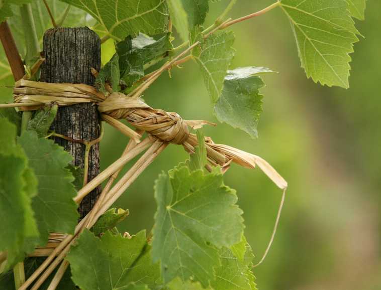 Attachage traditionnel a la paille sur echalas, en Hermitage.jpg