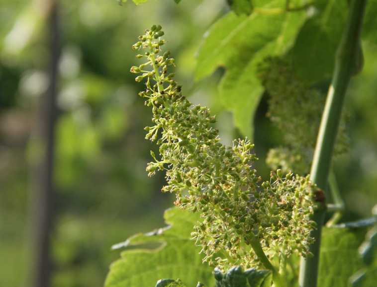 Vigne en fleurs.jpg