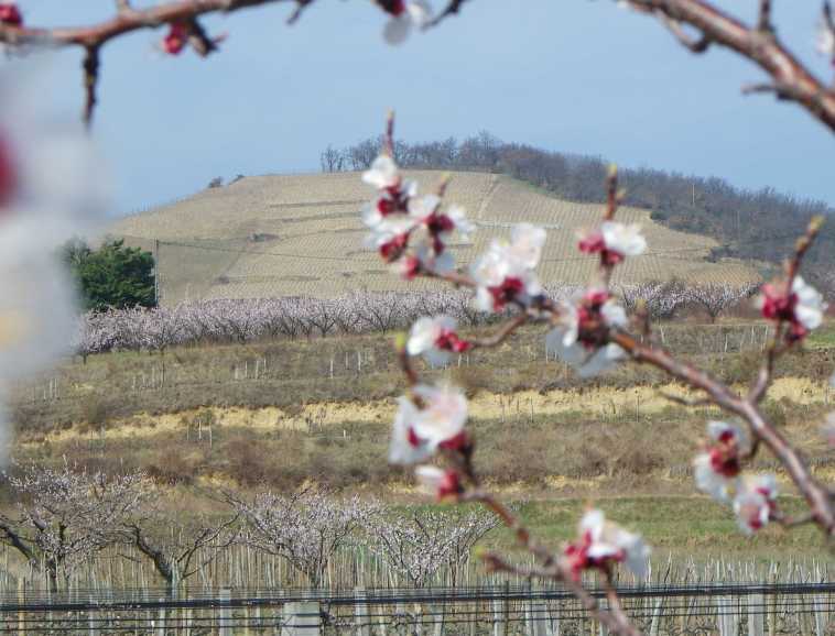 Crozes Hermitage, vines and orchards