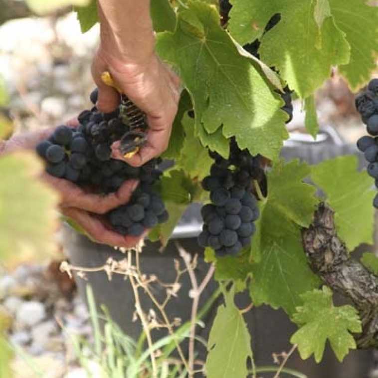 Syrah Jules franck photo vendanges 2011 (69).jpg