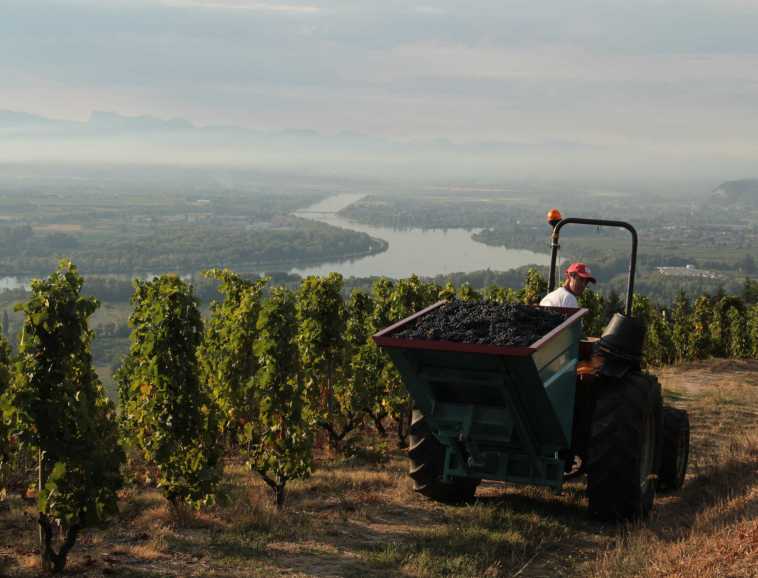 Vendanges en Saint-Joseph.jpg