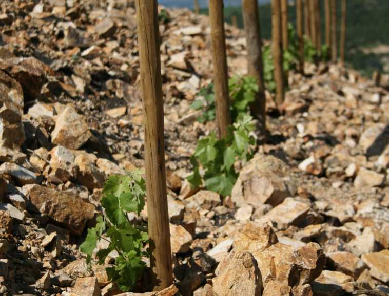 Cornas, les arenes de granite.JPG